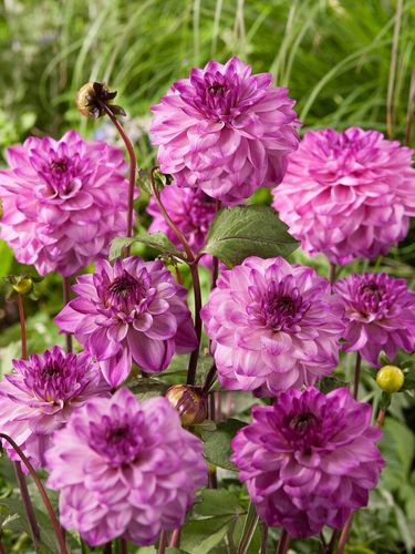 Георгина Senior's Purple