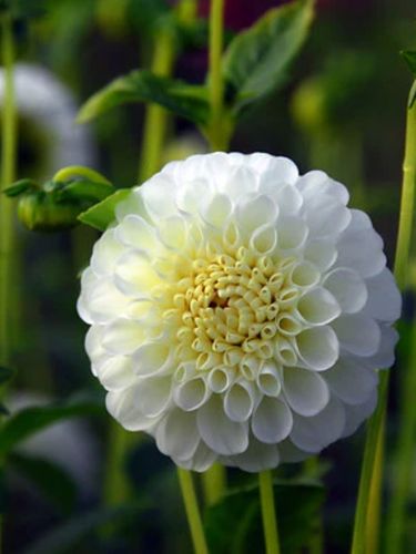 Георгина Snowflake