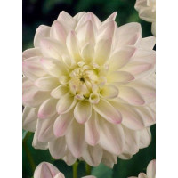 Георгина White Pearl (Wittem)