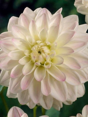Георгина White Pearl (Wittem)