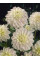 Георгина White Pearl (Wittem)