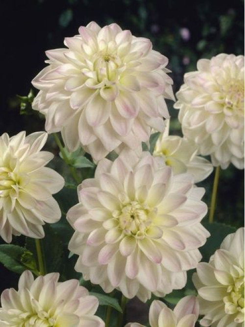 Георгина White Pearl (Wittem)