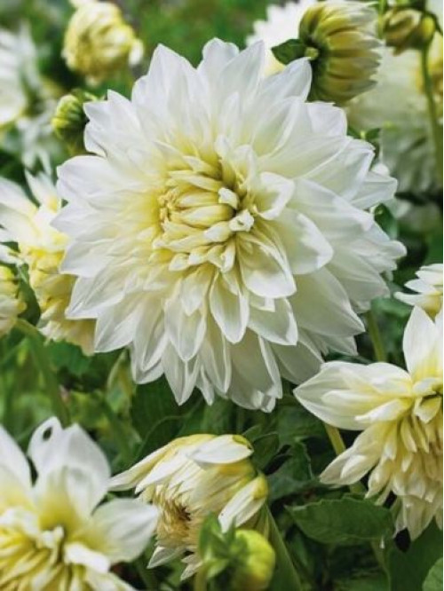 Жоржина White Perfection