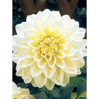 Жоржина White Perfection