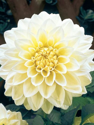 Жоржина White Perfection