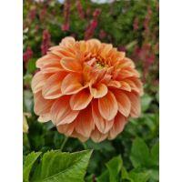 Жоржина Garden Jubilee