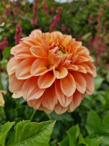 Жоржина Garden Jubilee