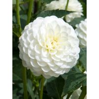 Жоржина White Aster
