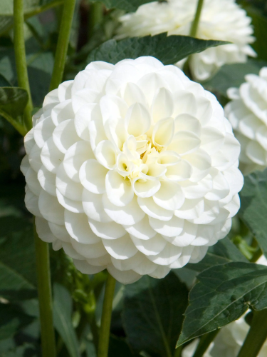 Жоржина White Aster