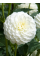 Жоржина White Aster