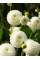Жоржина White Aster