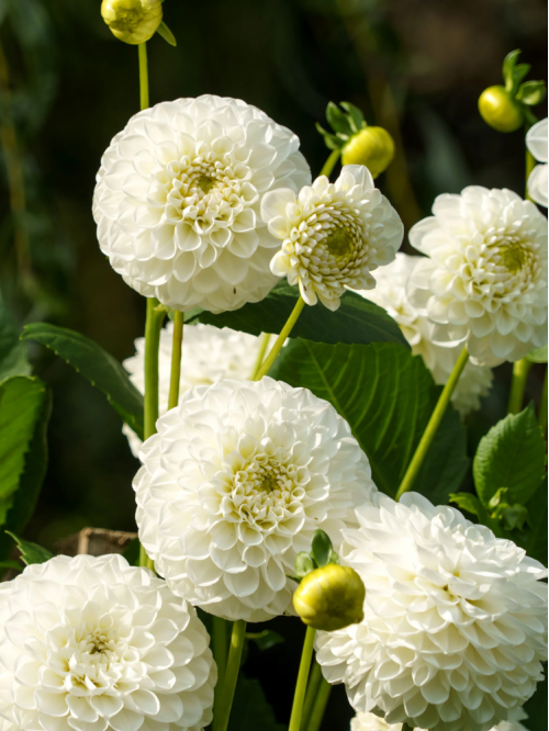 Жоржина White Aster