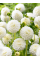 Жоржина White Aster