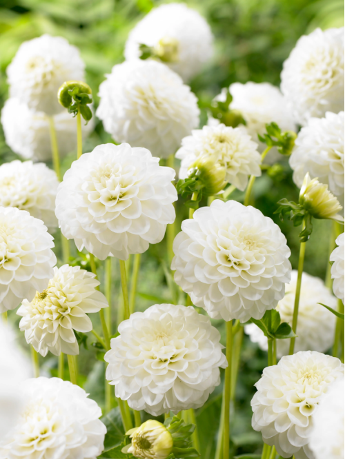 Жоржина White Aster
