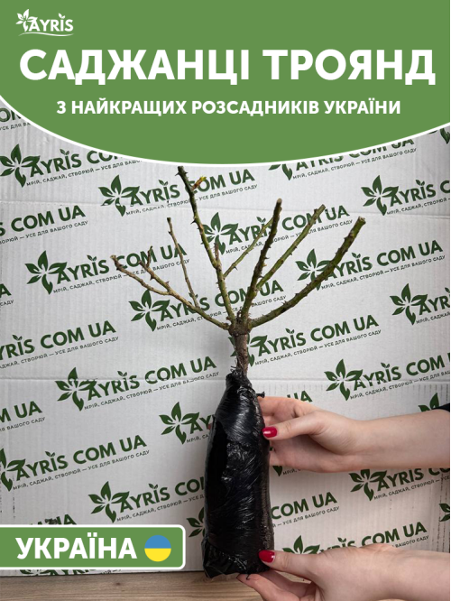 Роза плетистая Iceberg