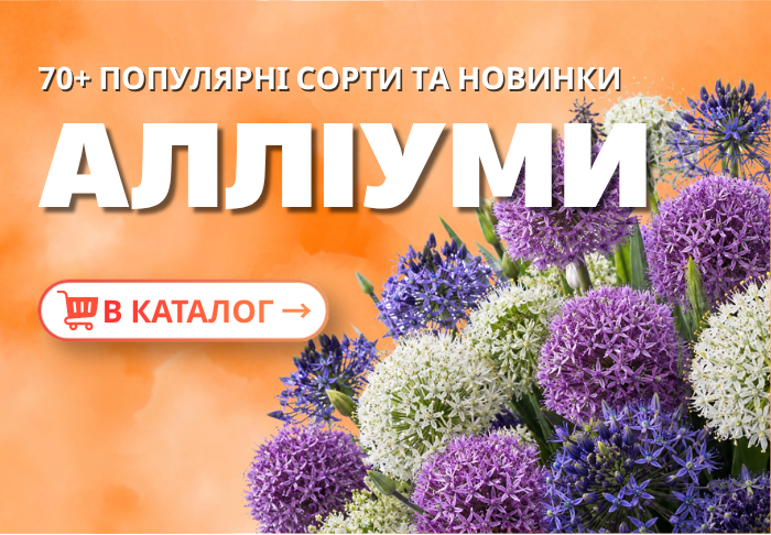 Алліуми