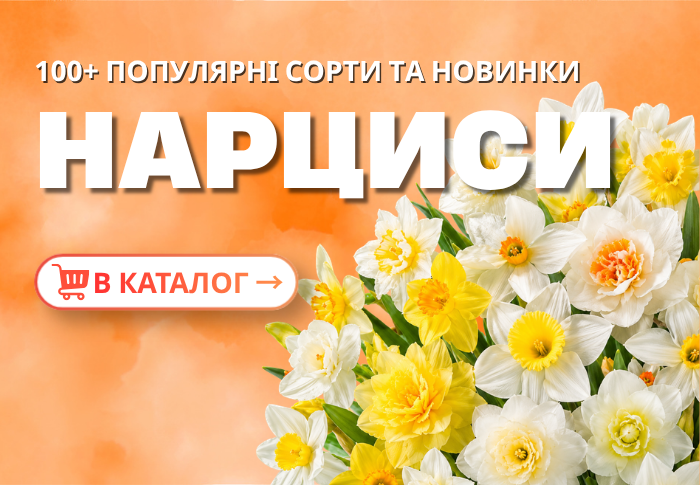 Нарциси