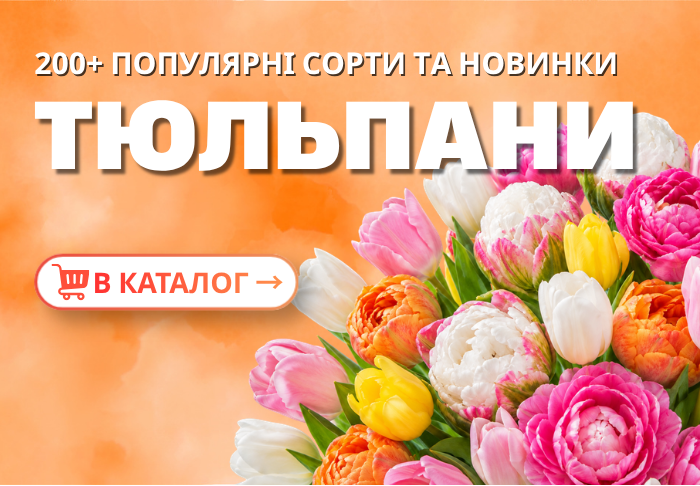 Тюльпани