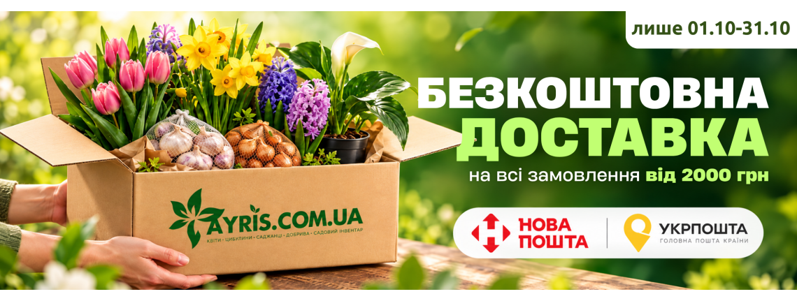 Кали в горщику
