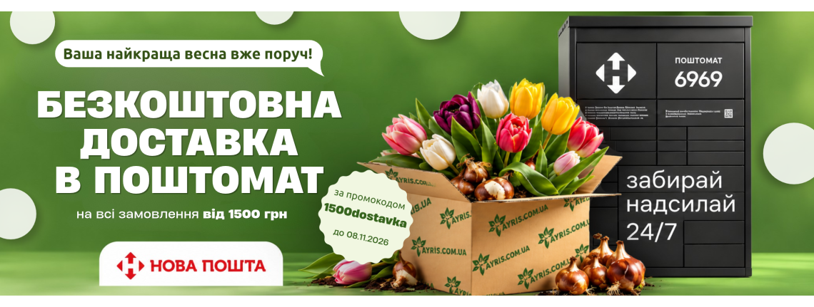 Кали в горщику