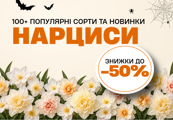 Нарциси