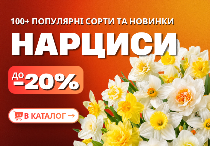 Нарциси