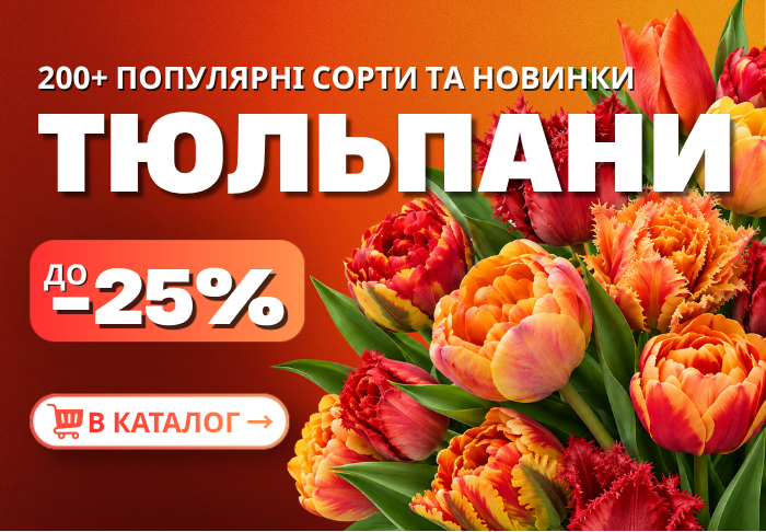 Тюльпани