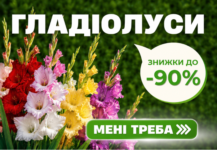 Гладіолуси 60+