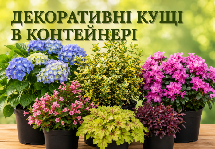 Декоративні кущі