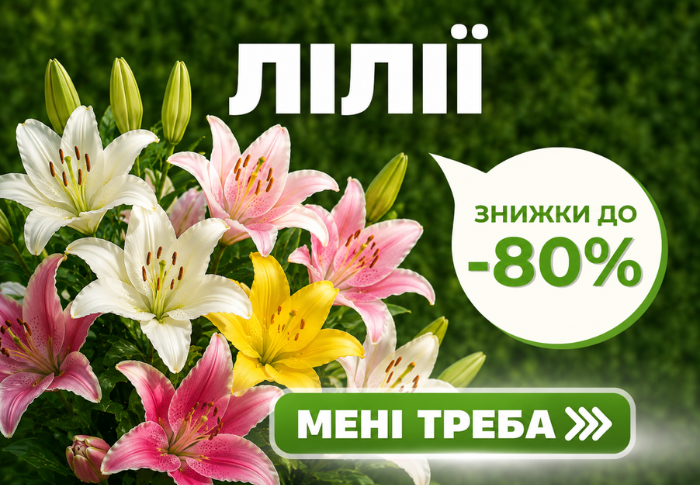 Лілії-180+