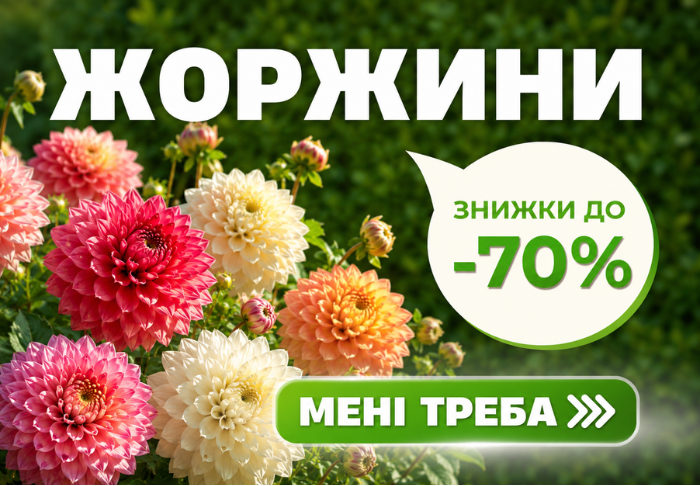 Жоржини 120+