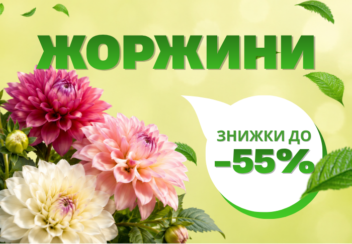 Жоржини 120+