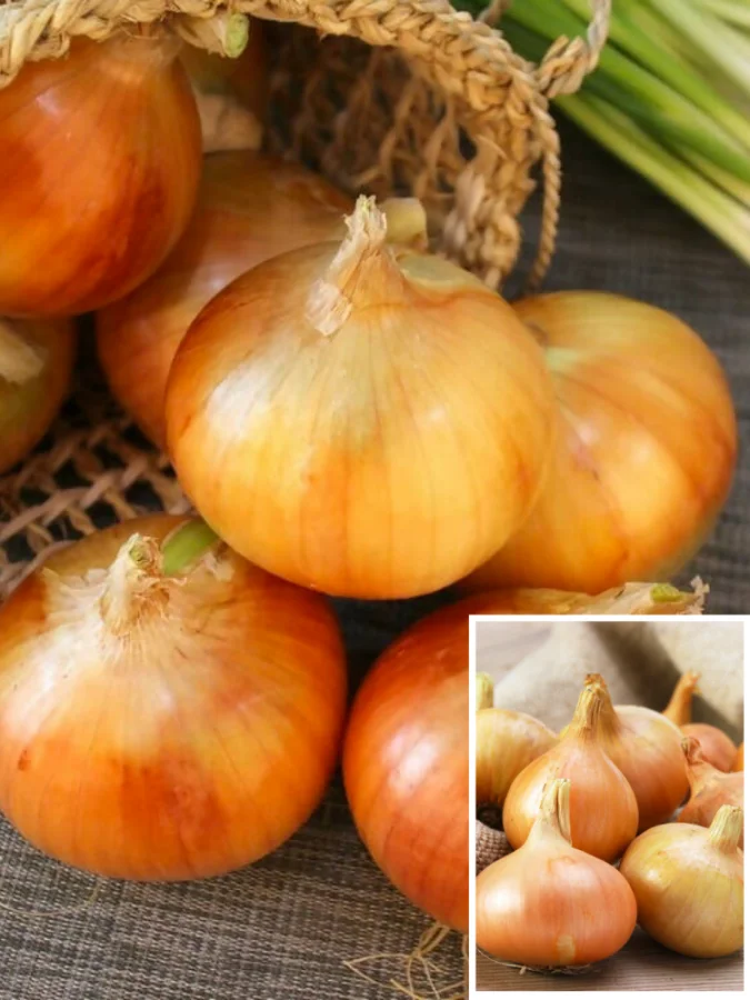 Лук Сеншуй